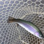 【トラウト】群馬県 赤久縄でトラウトと自然に癒されたい!