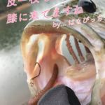 【バス釣り】春のバス釣り!ルアー選択迷いまくり回