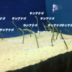 魚が釣れない時はうみたまごで癒されよう!