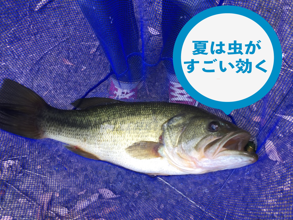 バス釣り 夏の釣りにオススメの３パターンをご紹介 Aquabit Link