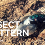 【バス釣り】佐賀の野池で灼熱リベンジマッチ!デカバスGET大作戦