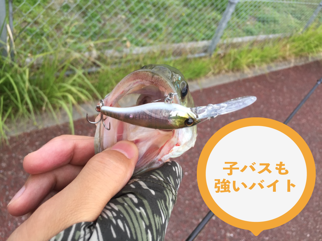 ルアーケース2
