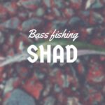 【バス釣り】シャッドで釣るために大切な2つ使い方！