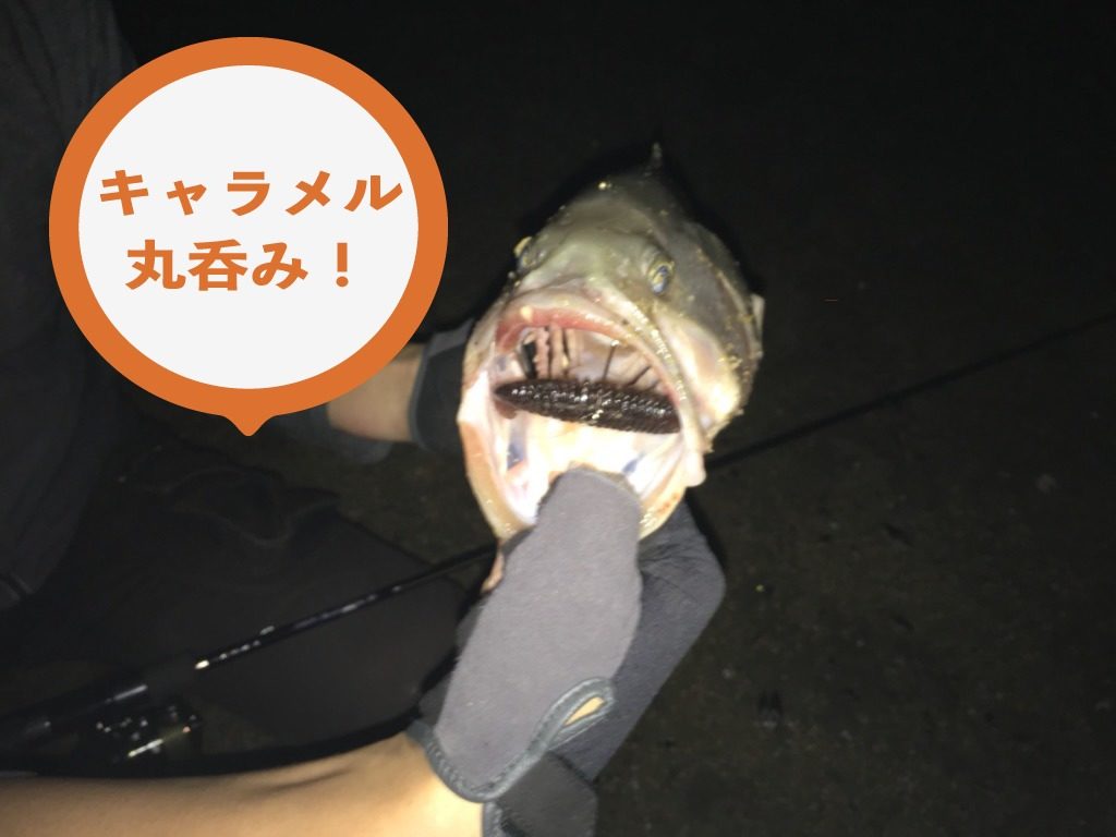 キャラメルシャッドの釣果2