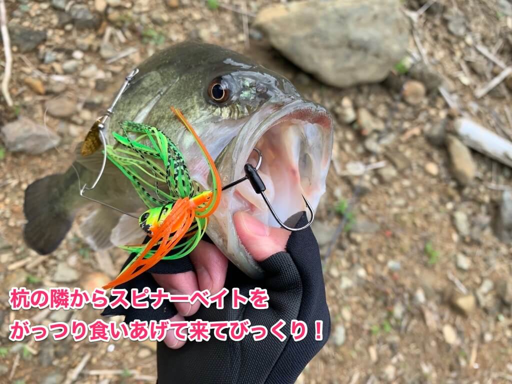 旬の春バスを釣り上げろ 福岡県のリザーバーでスピナベ1本勝負 Aquabit Link