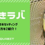 巻きラバでブラックバスを釣ろう!おすすめの巻きラバセッティングと使い方をご紹介!!
