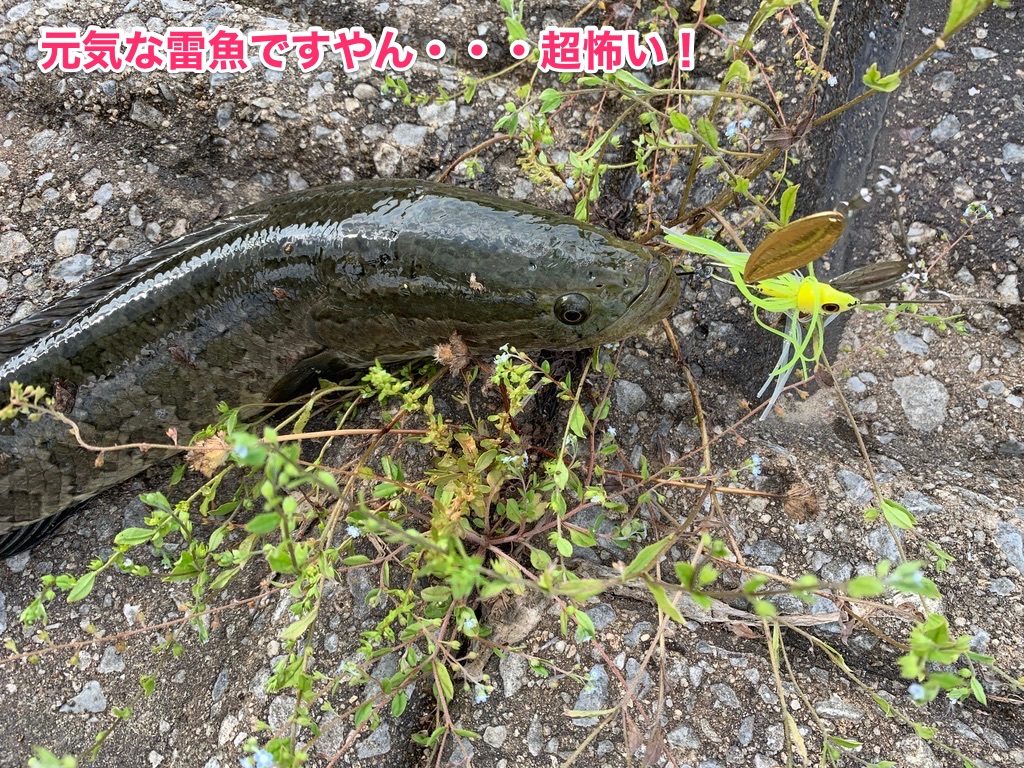 雷魚釣れた画像