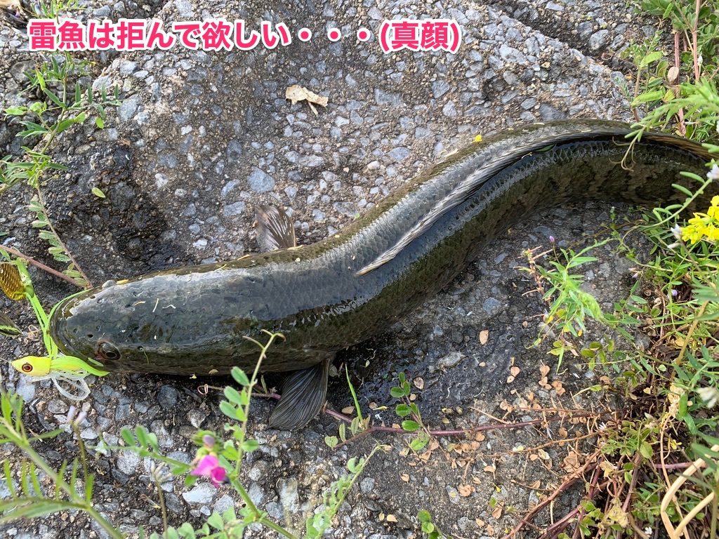 クルコマで雷魚2匹