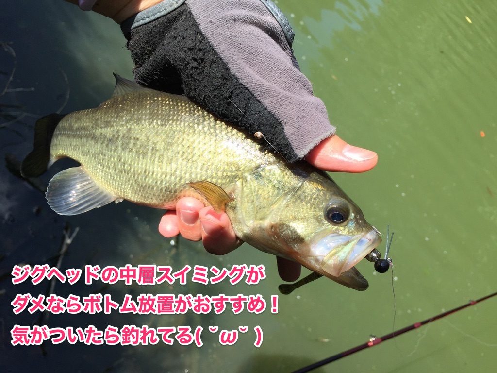 issei スパテラ おすすめ画像