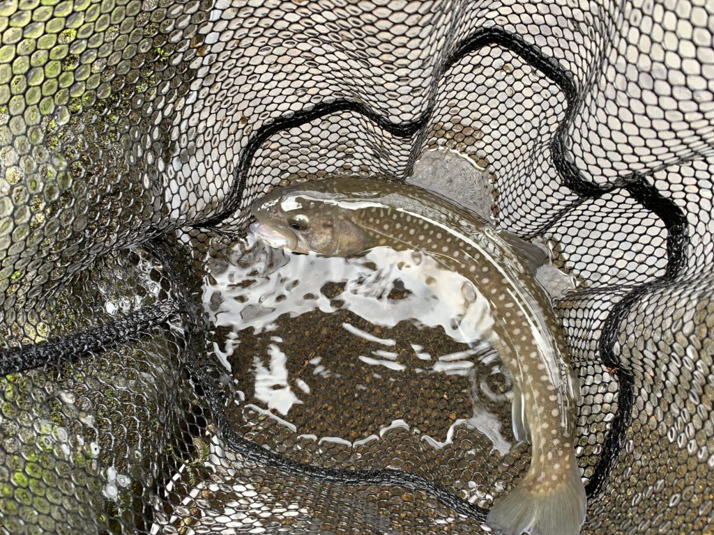 熊本木郷滝釣りセンター ルアー画像2