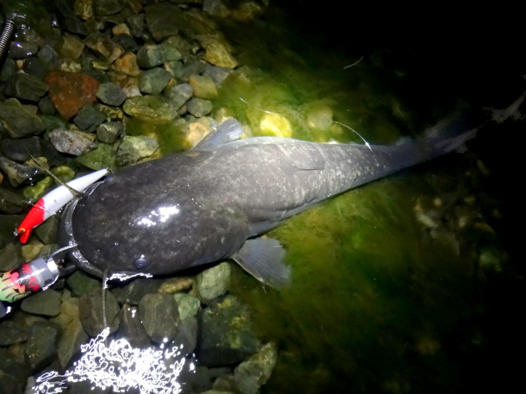 琵琶湖オオナマズは釣れる 日本三大怪魚の琵琶湖オオナマズの釣り方とタックルとは Aquabit Link