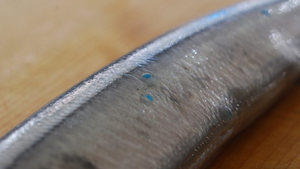 サンマを選ぶ3つの方法_4