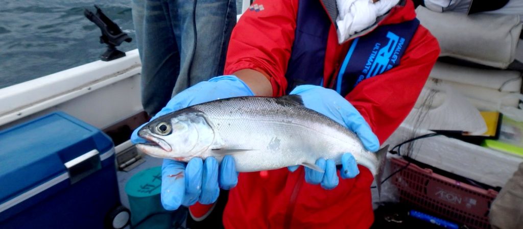 ビワマスの画像