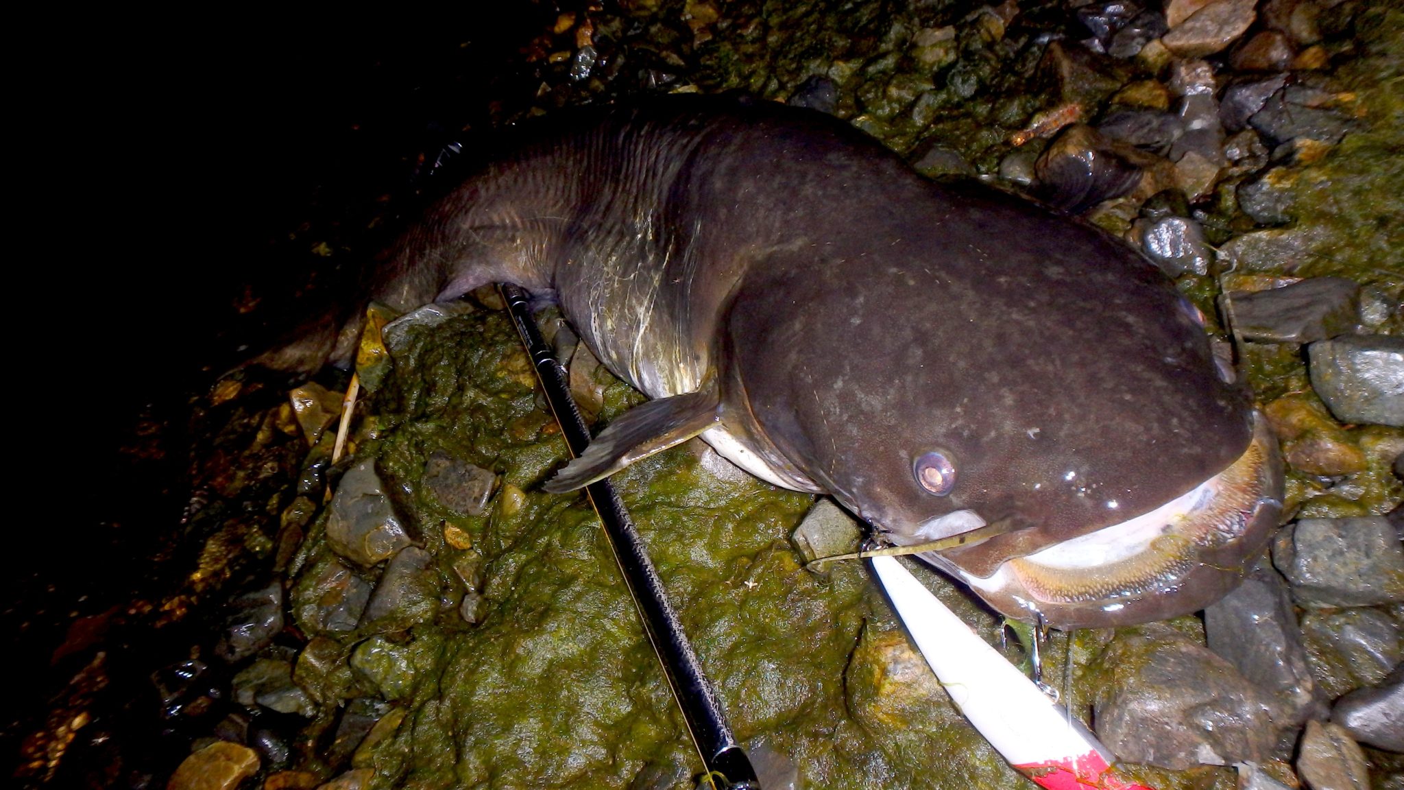 琵琶湖のすごさと珍しい魚をご紹介!日本でいちばん大きな湖の秘密に迫る | AQUABIT.LINK