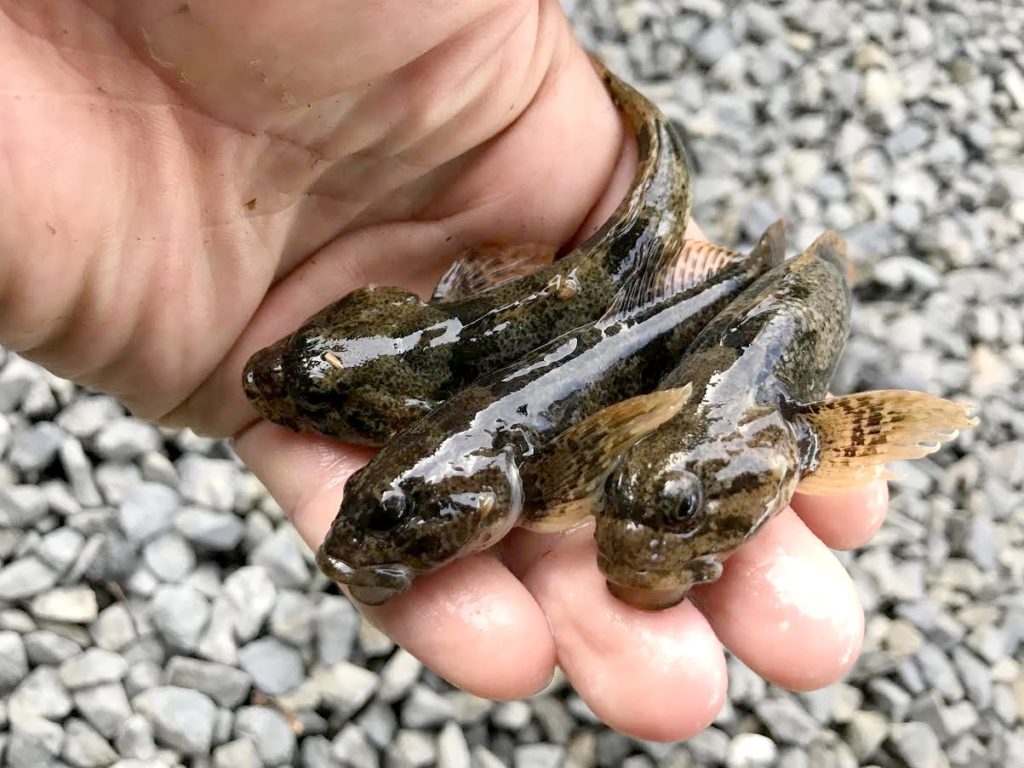 琵琶湖カジカ湖沼型