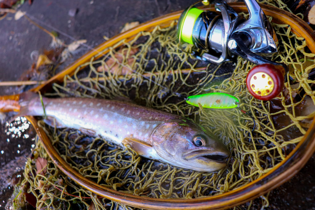 屈斜路湖で釣れる魚_アメマス