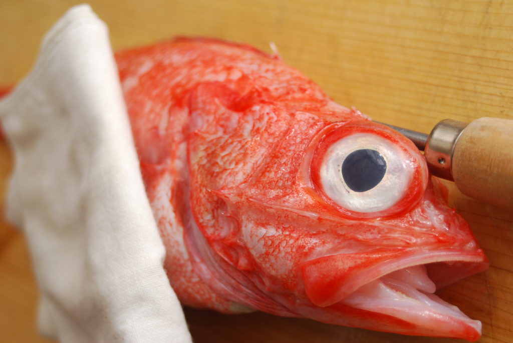 魚の神経締めの手順_脳を破壊する2