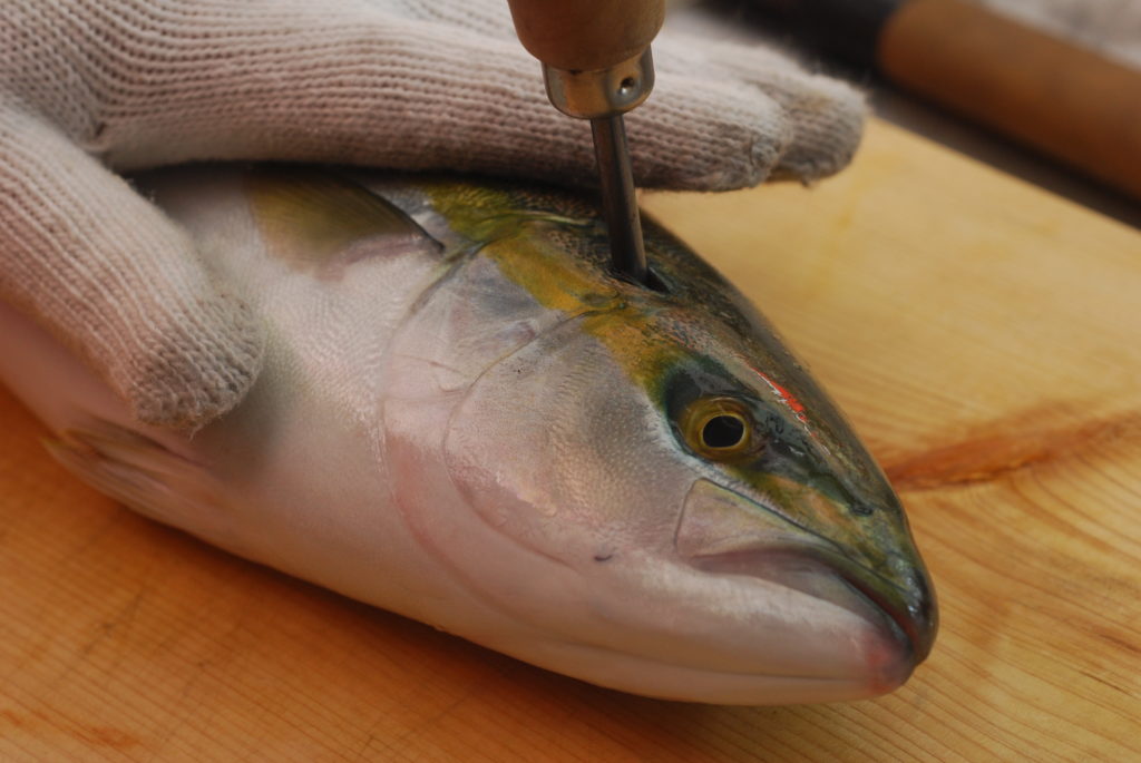 魚の神経締め手順_脳を破壊する3