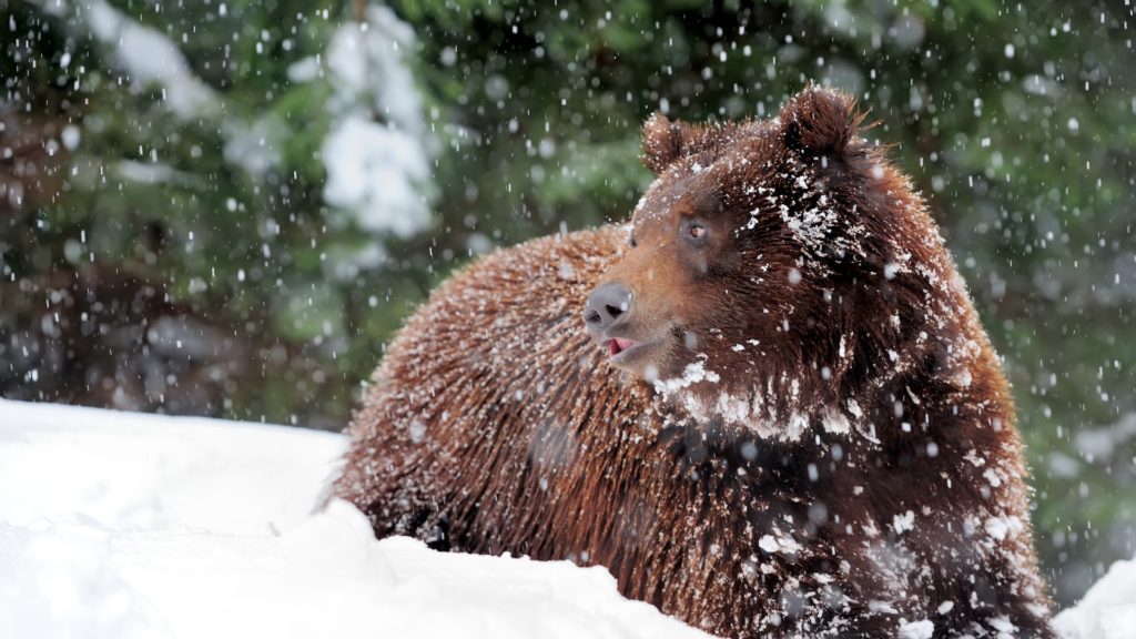 多くの熊が冬眠するが危険個体も出てくる冬