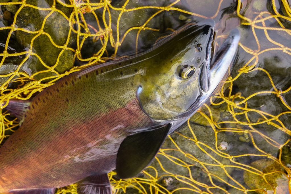 屈斜路湖で釣れる魚_ヒメマス