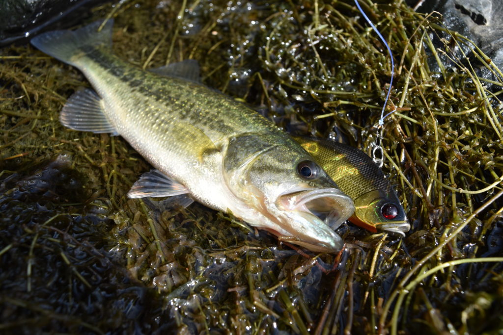 秋の琵琶湖のブラックバスの画像