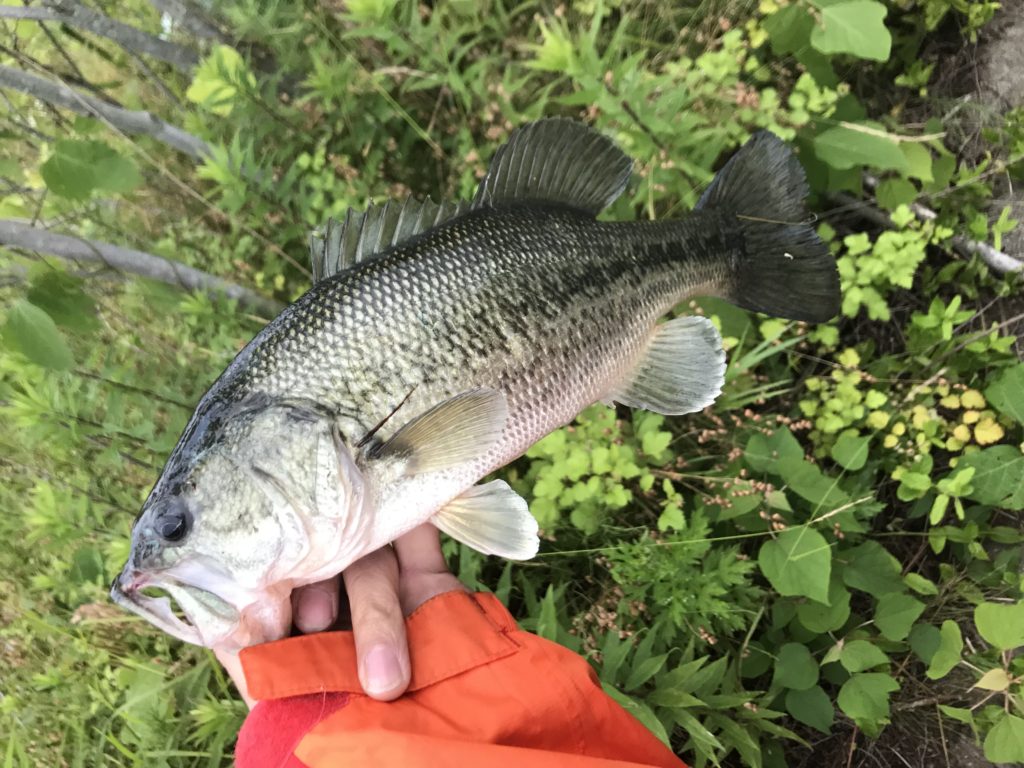 琵琶湖の秋バスの画像