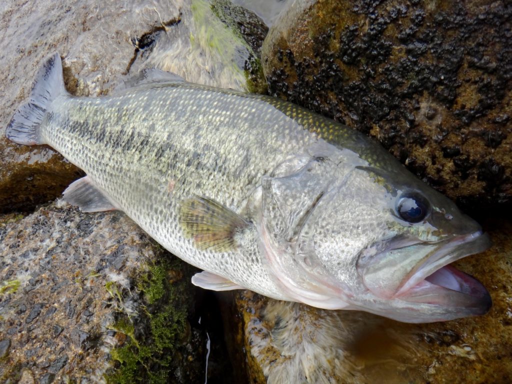 琵琶湖の巨大化なブラックバスの写真