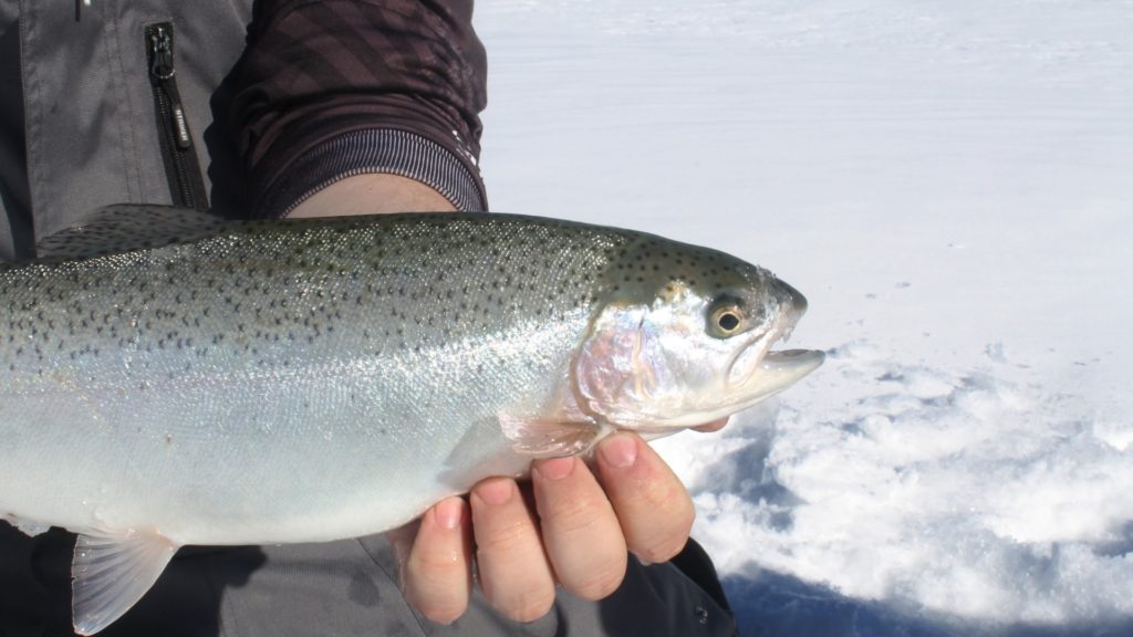 北海道のお魚カレンダー お魚天国の北海道で季節ごとに釣れる魚の旬をご紹介 Aquabit Link