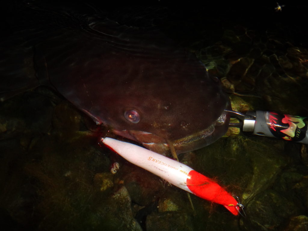 琵琶湖オオナマズは釣れる 日本三大怪魚の琵琶湖オオナマズの釣り方とタックルとは Aquabit Link