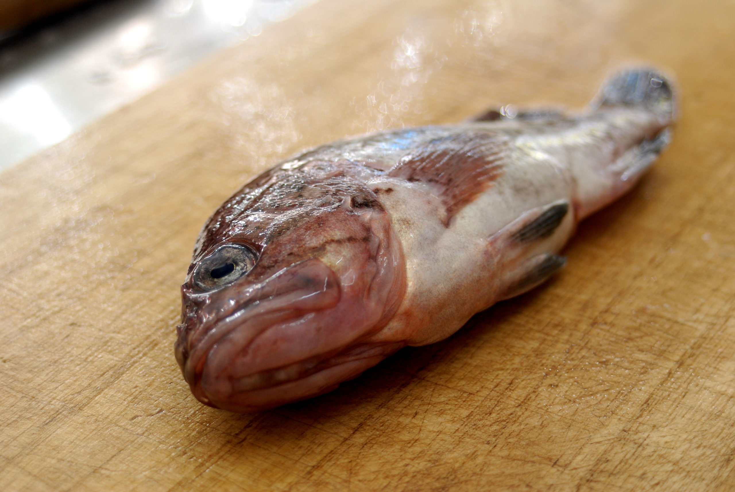 魚の熟成方法を初心者向けに解説 家庭でも３日で魚のうま味を最大限に引出す仕込み方 Aquabit Link