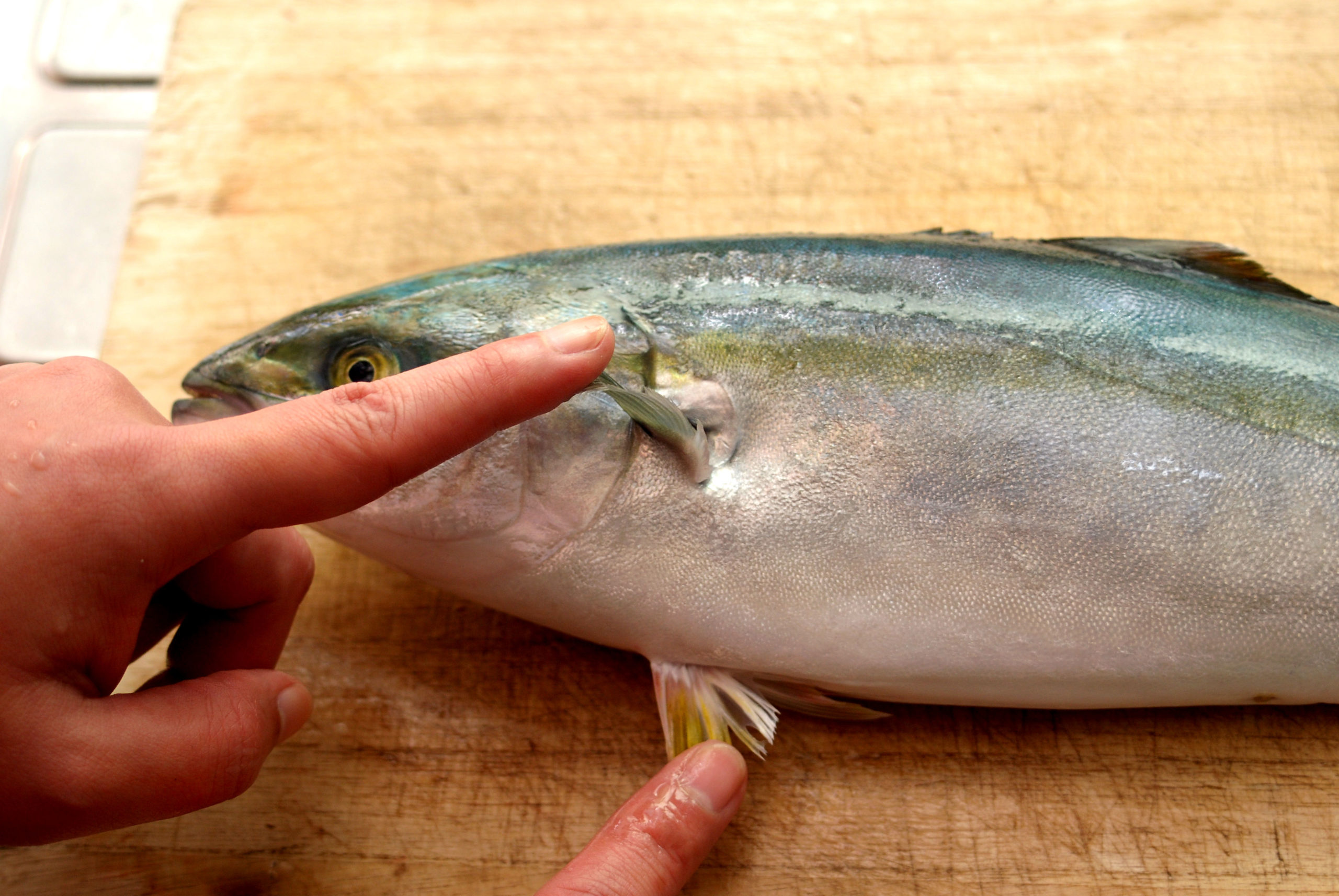 魚の三枚おろし手順_頭を落とす