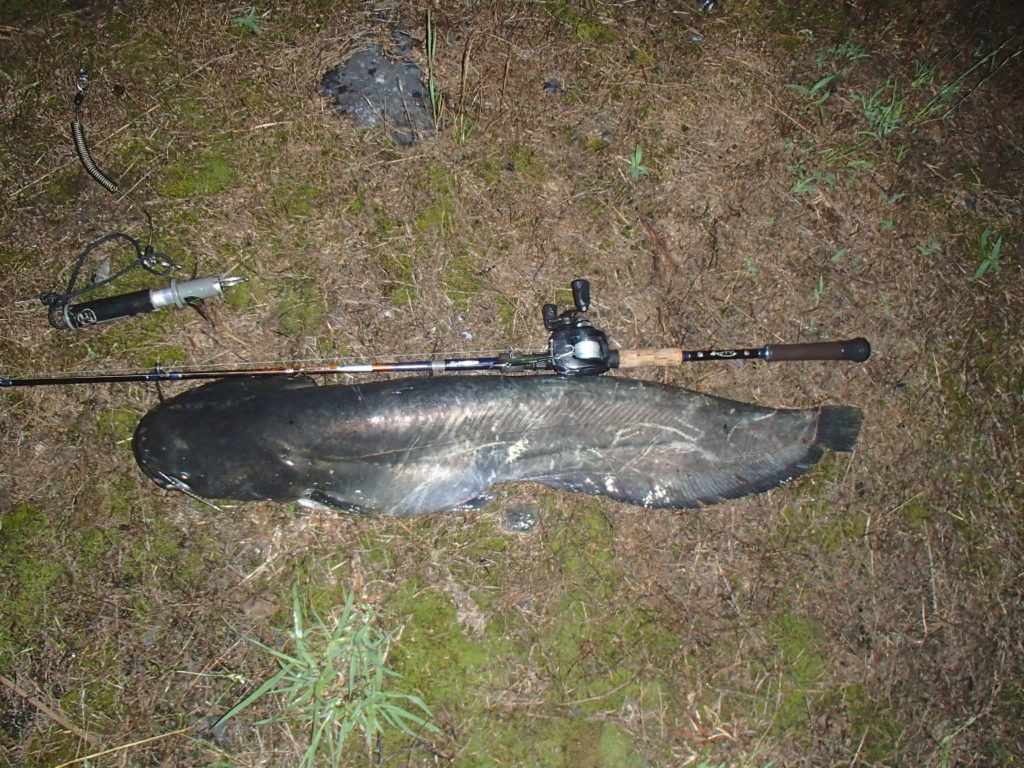 琵琶湖オオナマズの画像