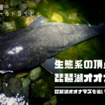 琵琶湖オオナマズは釣れる！日本三大怪魚の琵琶湖オオナマズの釣り方とタックルとは