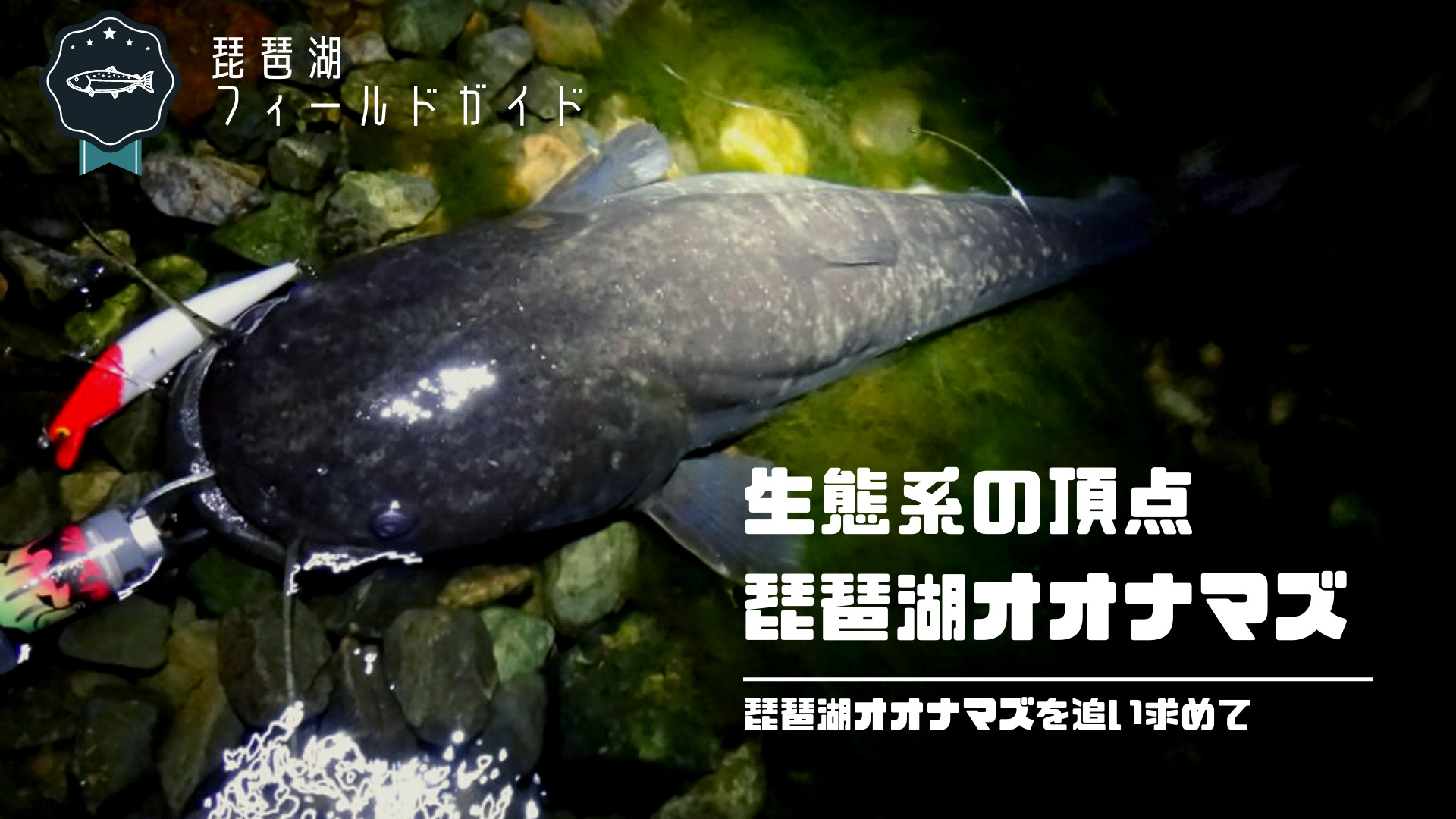 琵琶湖オオナマズは釣れる！日本三大怪魚の琵琶湖オオナマズの釣り方とタックルとは