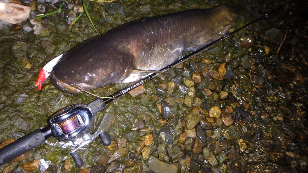 琵琶湖オオナマズのタックル