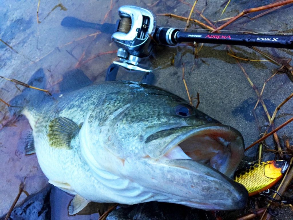 冬の琵琶湖で釣れたブラックバス