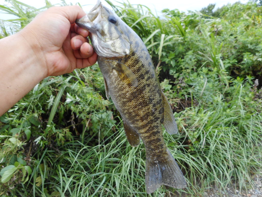 冬の利根川水系でバスを釣るには奇抜なルアーセレクト