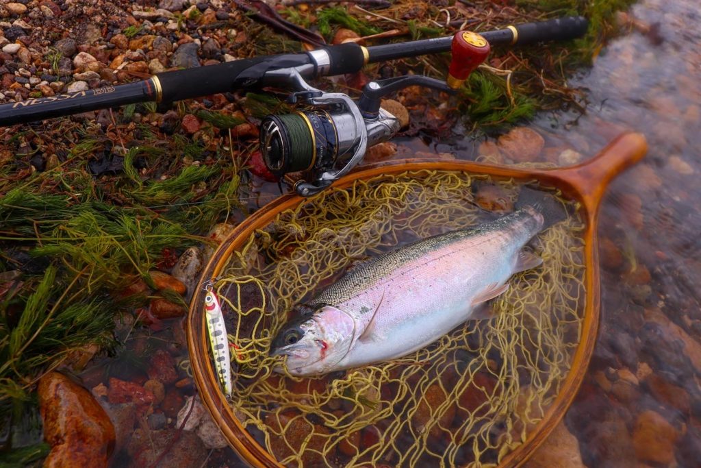 阿寒湖で釣れたニジマス