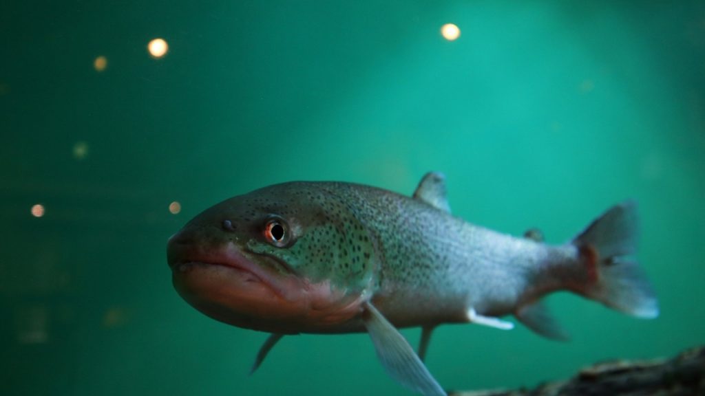 阿寒湖で釣れる魚_イトウ