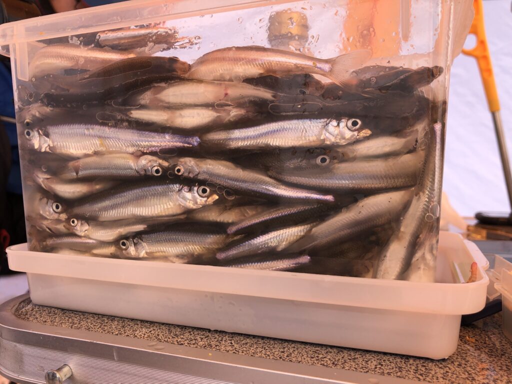 北海道のお魚カレンダー お魚天国の北海道で季節ごとに釣れる魚の旬をご紹介 Aquabit Link