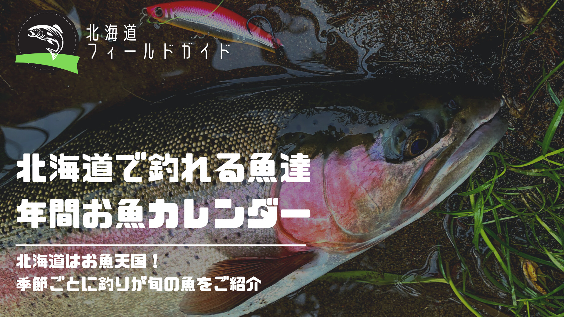 北海道のお魚カレンダー お魚天国の北海道で季節ごとに釣れる魚の旬をご紹介 Aquabit Link
