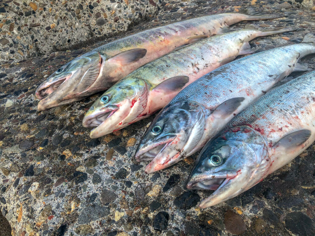 北海道のお魚カレンダー お魚天国の北海道で季節ごとに釣れる魚の旬をご紹介 Aquabit Link