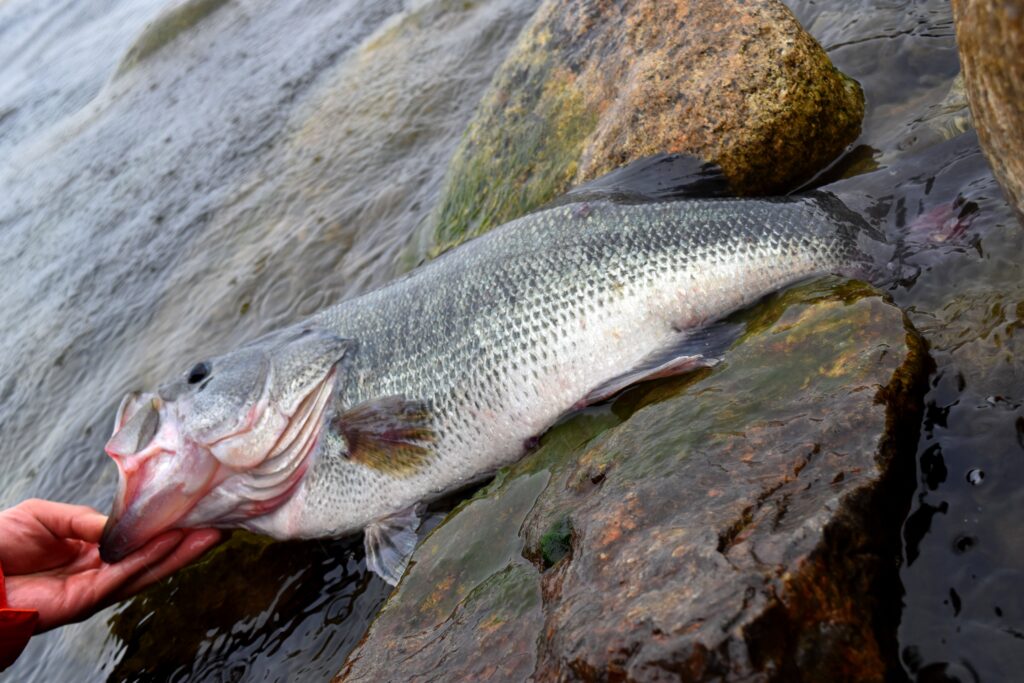 春の琵琶湖のバス釣り攻略はエリア選びが重要 おすすめルアー リグ5選を春バスの生態に紐付けて解説 Aquabit Link