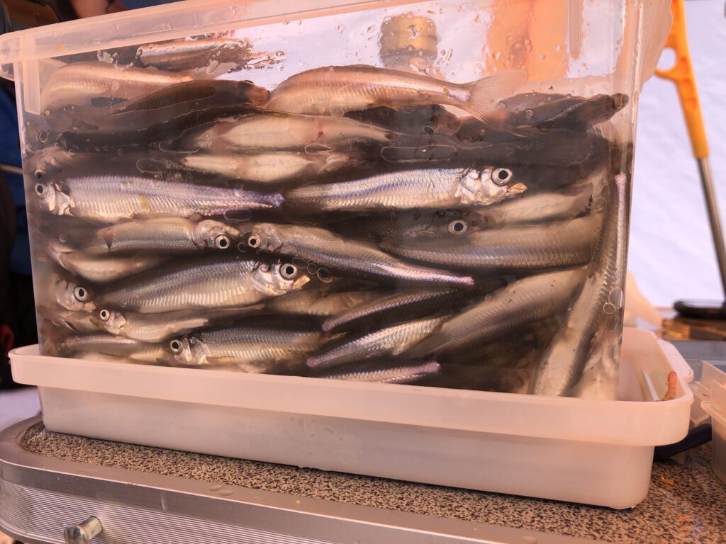 北海道お魚カレンダー_ワカサギ