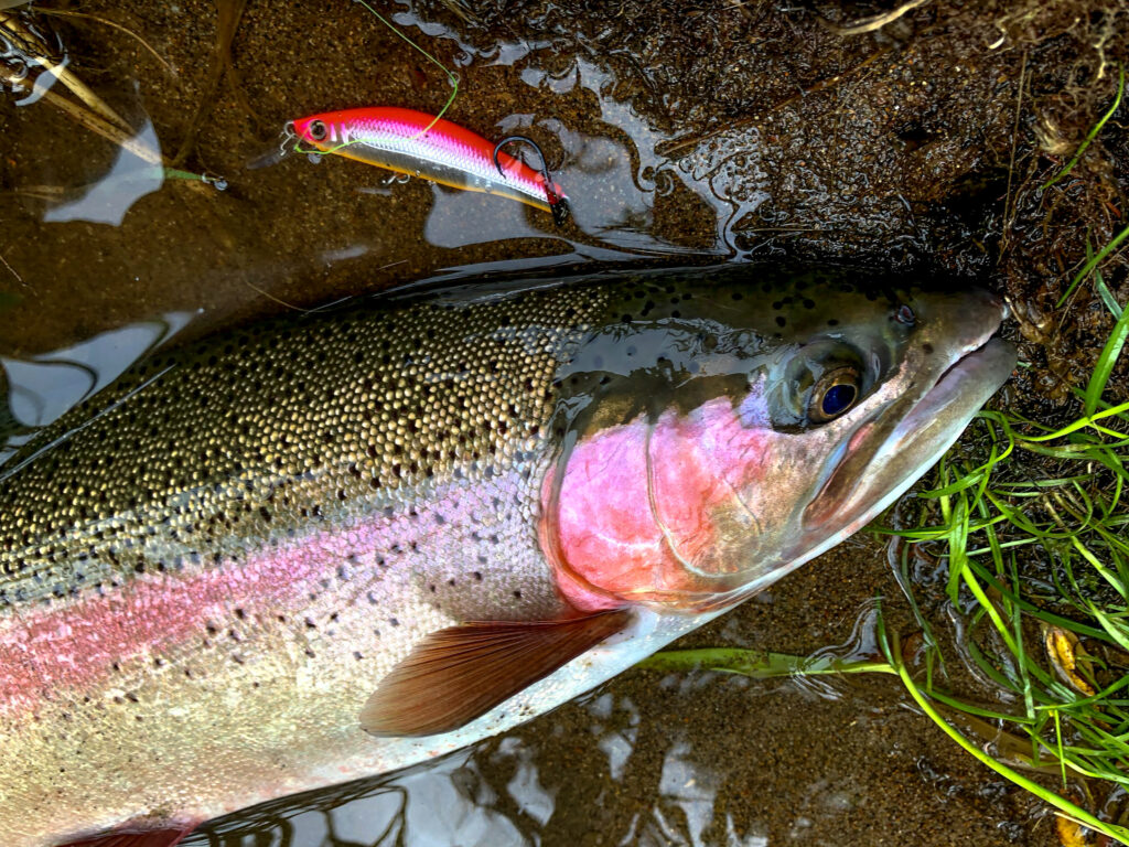 北海道と言えば年中釣れるニジマス