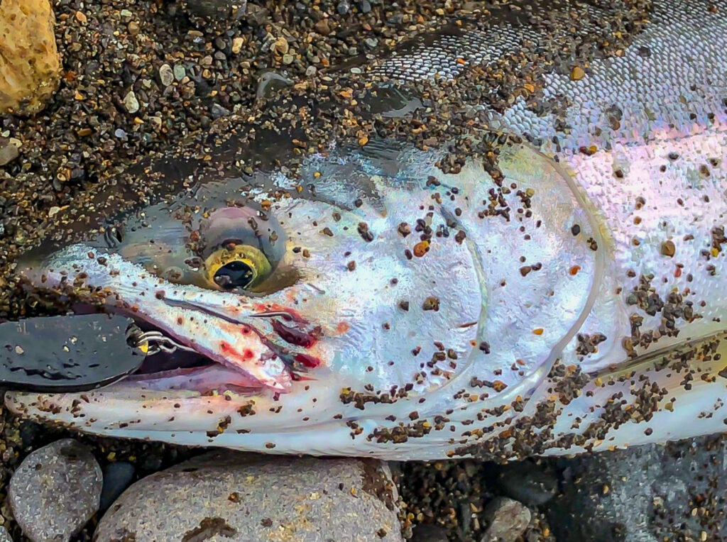 北海道の屈斜路湖で釣れるヒメマス