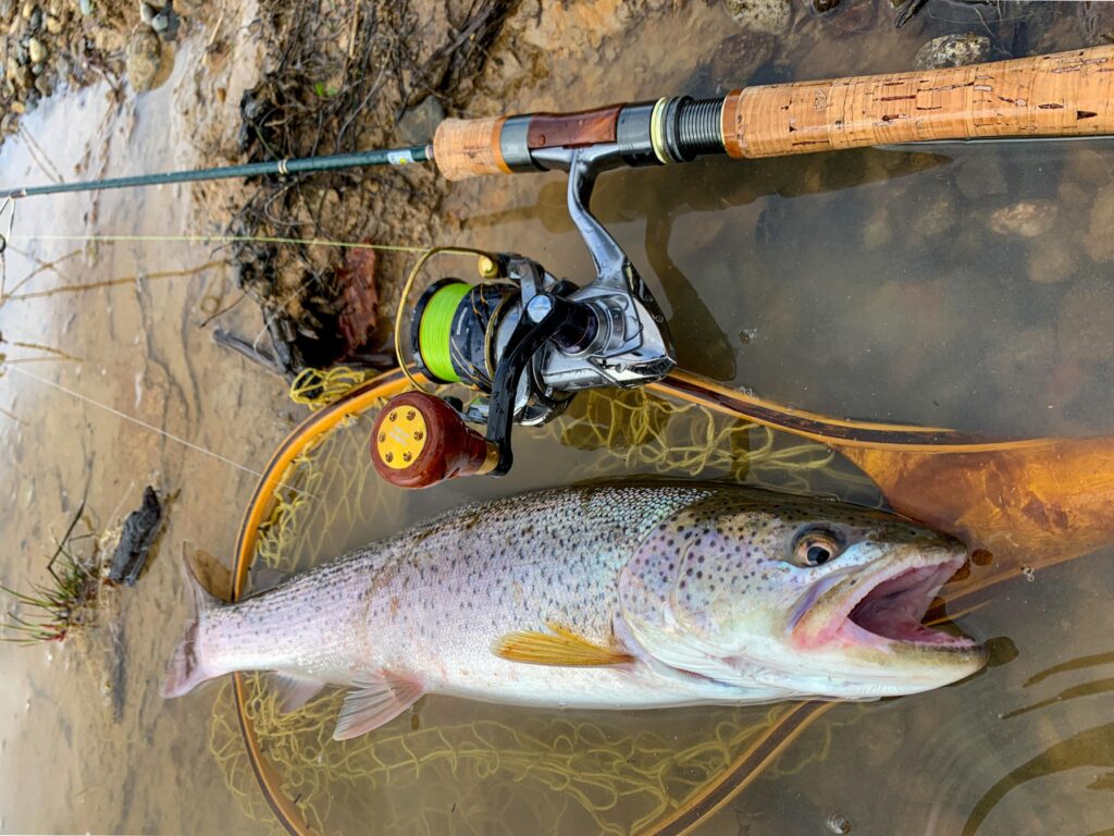 北海道朱鞠内湖で釣れるイトウ