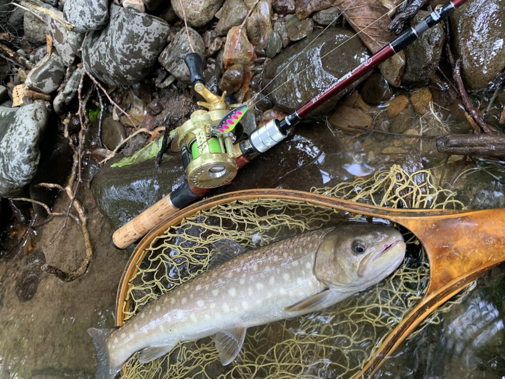 江ノ島海岸で釣れるアメマス