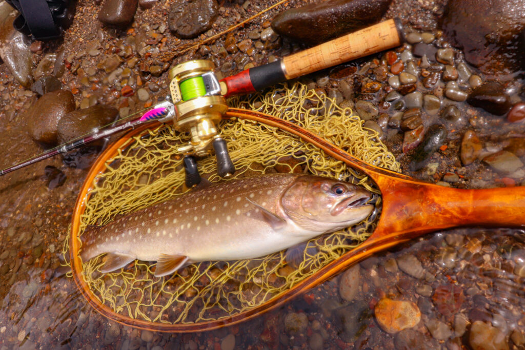 道東河川で釣れる大型のアメマス