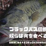 今さら聞けないブラックバスの餌を解説!琵琶湖の生態系を基本に5種類のベイトフィッシュをご紹介